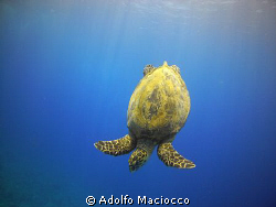 Hawksbill Turte.
Ras Mohamed
 by Adolfo Maciocco 